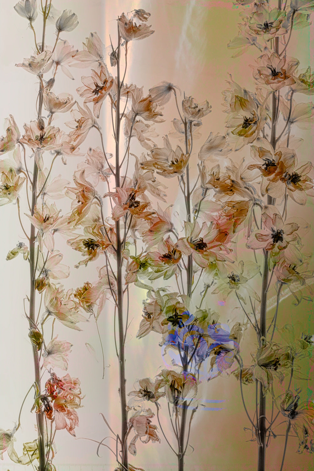 Summer pastel Poster och Canvastavla