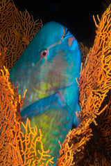 Ember parrotfish Poster och Canvastavla