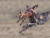 Wild dog tear apart a baby impala Poster och Canvastavla