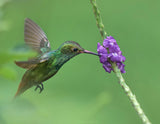 Rufous Tailed Hummingbird Poster och Canvastavla