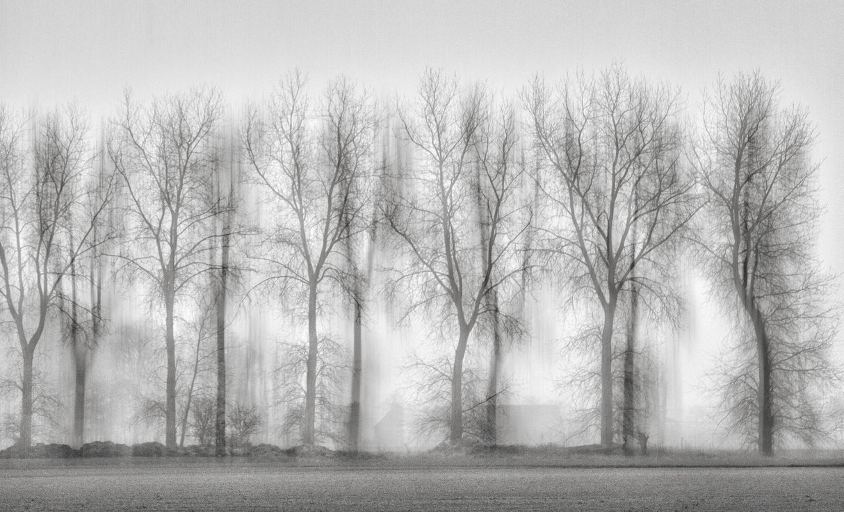 Sweet melancholy of fog Poster och Canvastavla