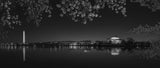 Cherry Blossoming Poster och Canvastavla