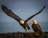 Someone is watching us!  Let's take off - Ninilchik-Alaska 7/24/2023 Poster och Canvastavla