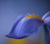 Spring is just around the corner Poster och Canvastavla