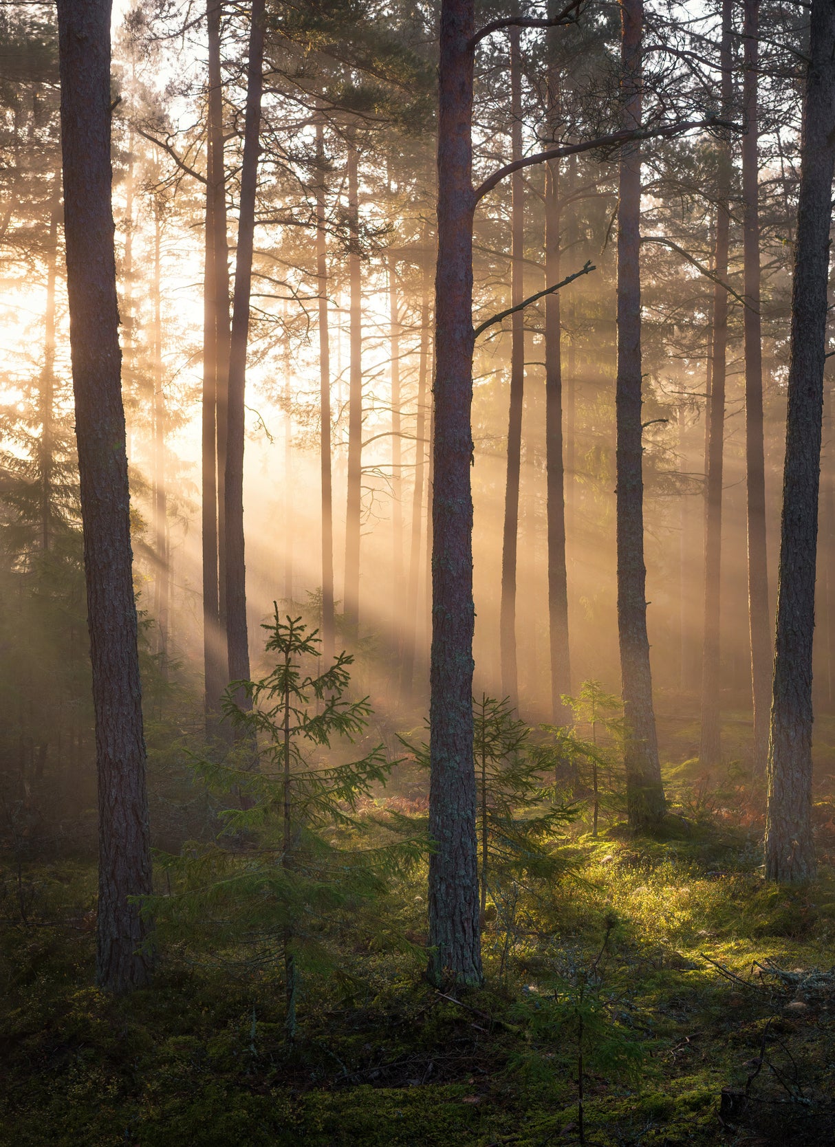 Foggy forest Poster och Canvastavla