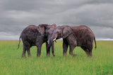 Elephant Tai Chi Push Poster och Canvastavla