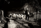 The joy of simple life Poster och Canvastavla