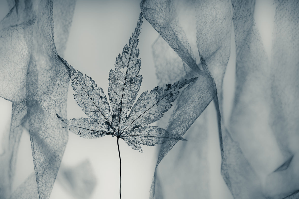 Winter Ballad Poster och Canvastavla