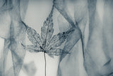 Winter Ballad Poster och Canvastavla
