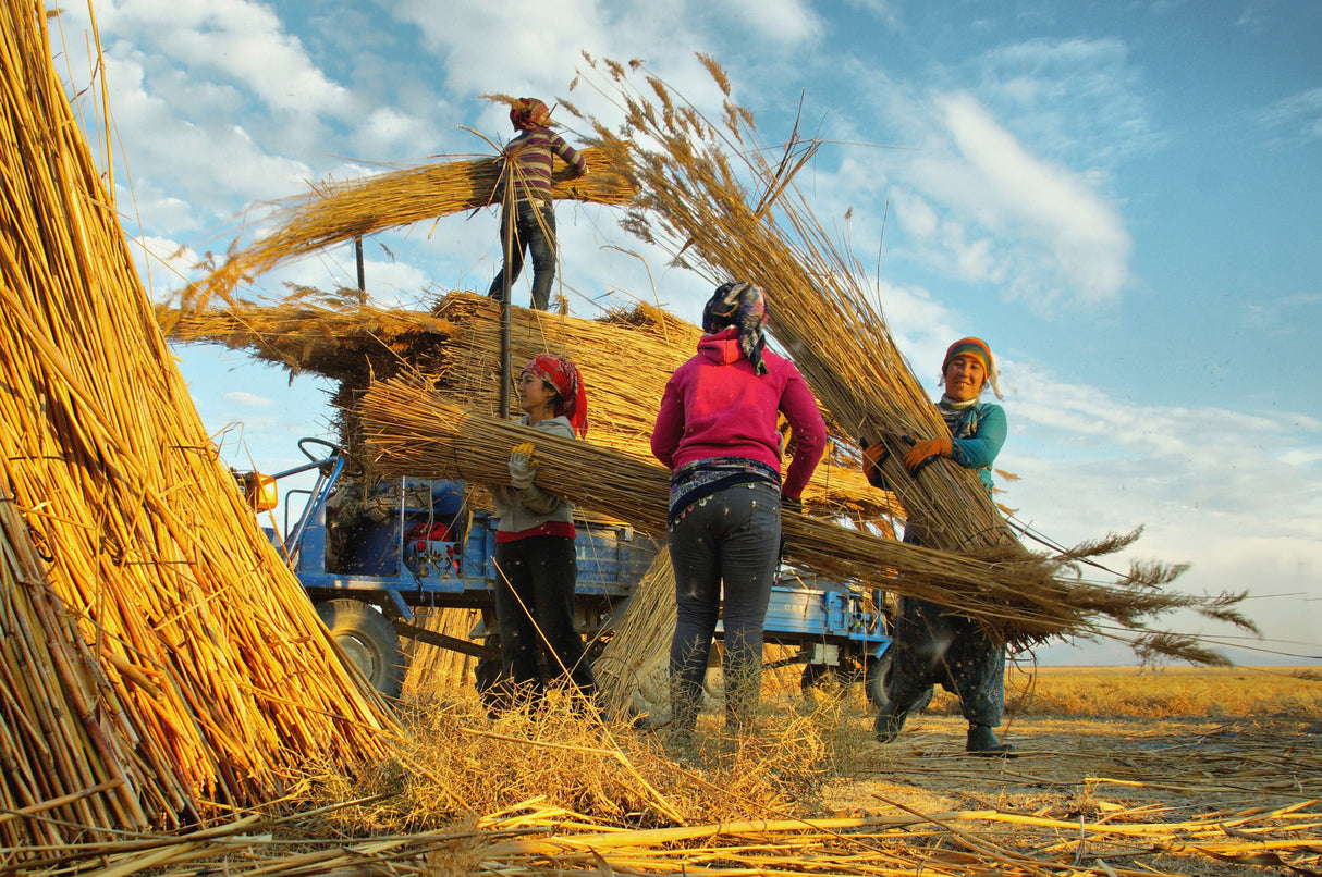 Reed Harvest Poster och Canvastavla