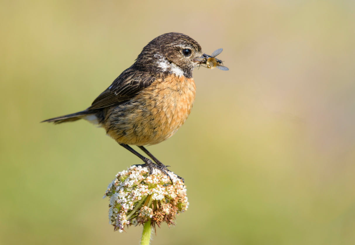 Common stonechat Poster och Canvastavla