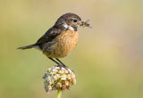 Common stonechat Poster och Canvastavla