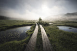 Into the foggy world Poster och Canvastavla