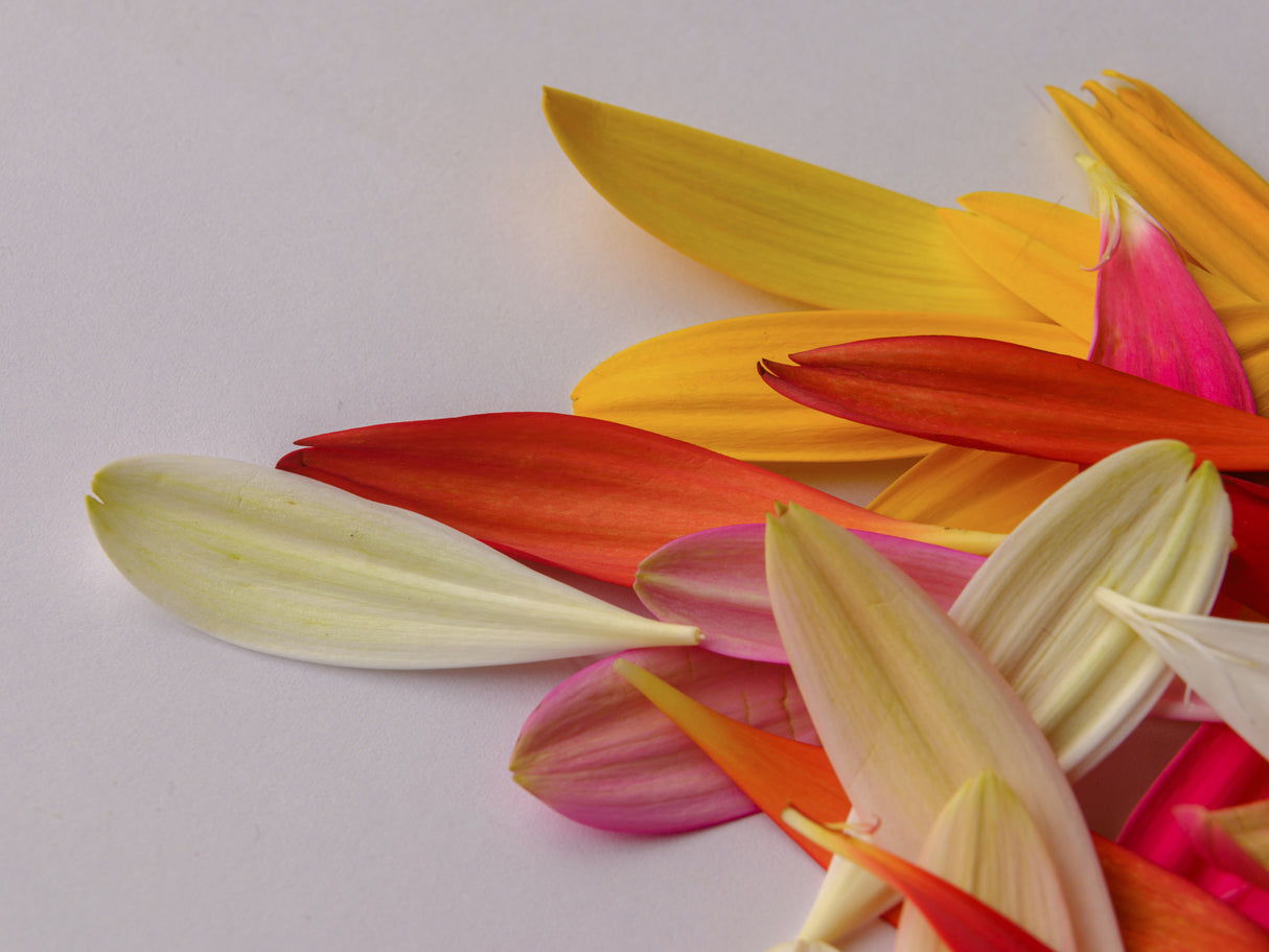 colorful flower petals Poster och Canvastavla