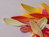 colorful flower petals Poster och Canvastavla