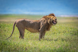 Ngorongoro Poster och Canvastavla