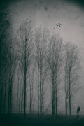 Birdwatcher Poster och Canvastavla