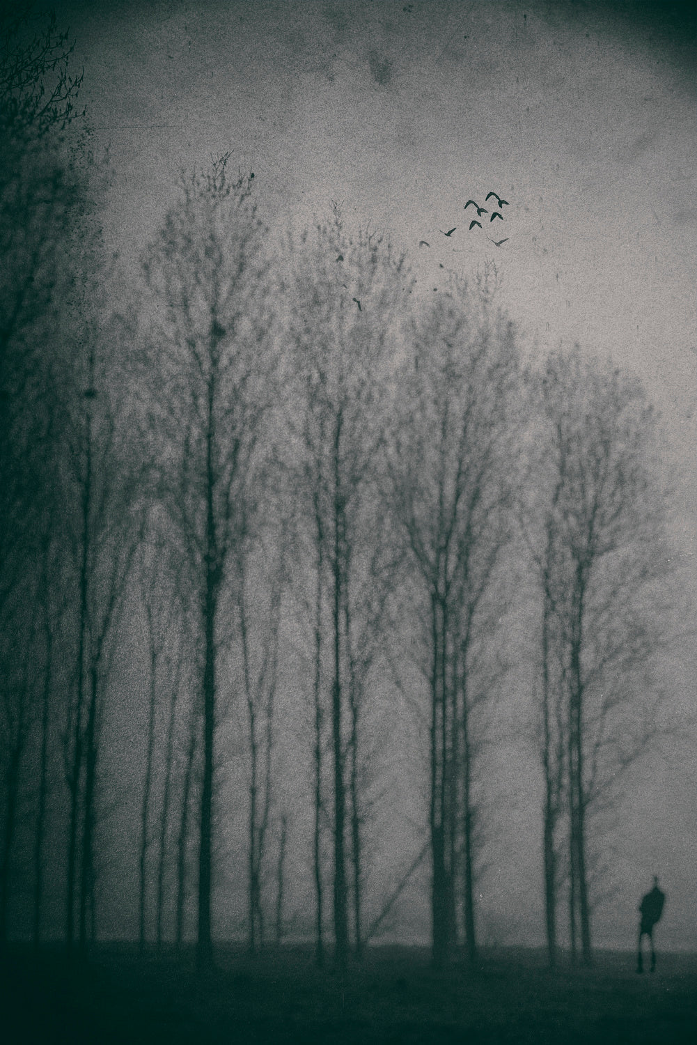 Birdwatcher Poster och Canvastavla