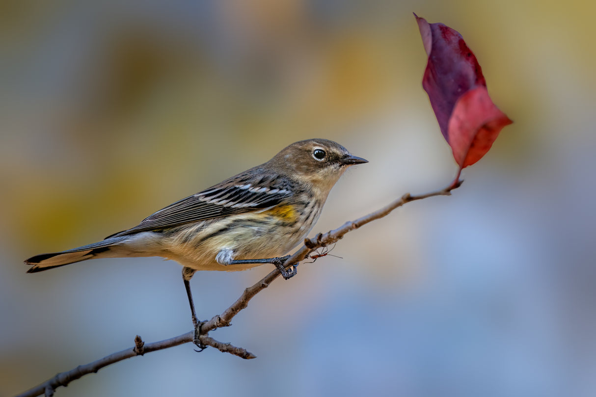 Yellow rumped warbler Poster och Canvastavla