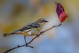 Yellow rumped warbler Poster och Canvastavla