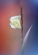 Pieris napi Poster och Canvastavla