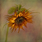 Sunflower Poster och Canvastavla