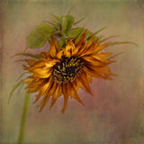 Sunflower Poster och Canvastavla