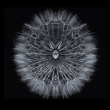 Salsify Poster och Canvastavla
