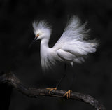 Snowy egret Poster och Canvastavla