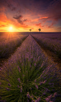 Spectacular sunset in Valensole lavender fields A738700 Poster och Canvastavla