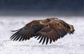 White-Tailed Eagle take off Poster och Canvastavla