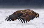 White-Tailed Eagle take off Poster och Canvastavla