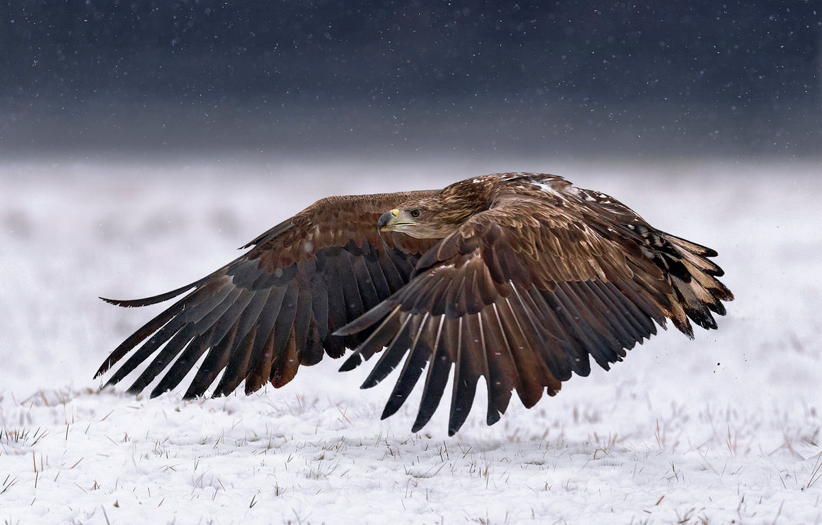 White-Tailed Eagle take off Poster och Canvastavla