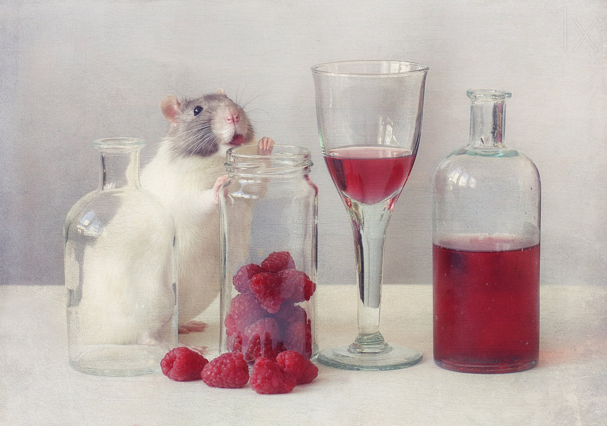 Raspberries Poster och Canvastavla