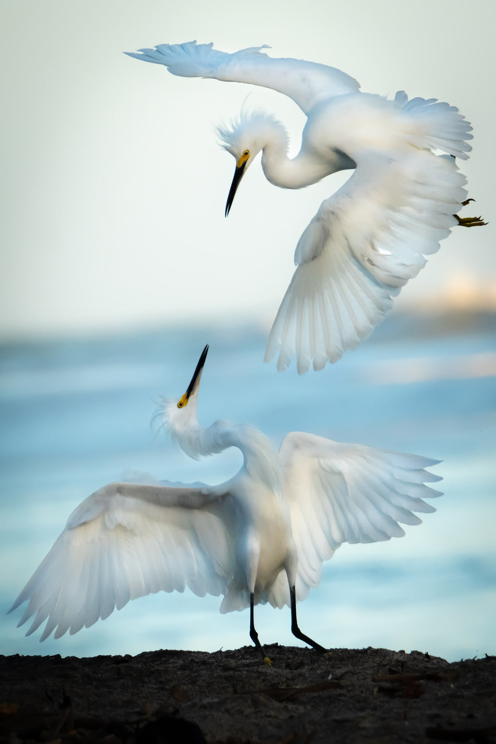 Snowy Egret Tango Poster och Canvastavla