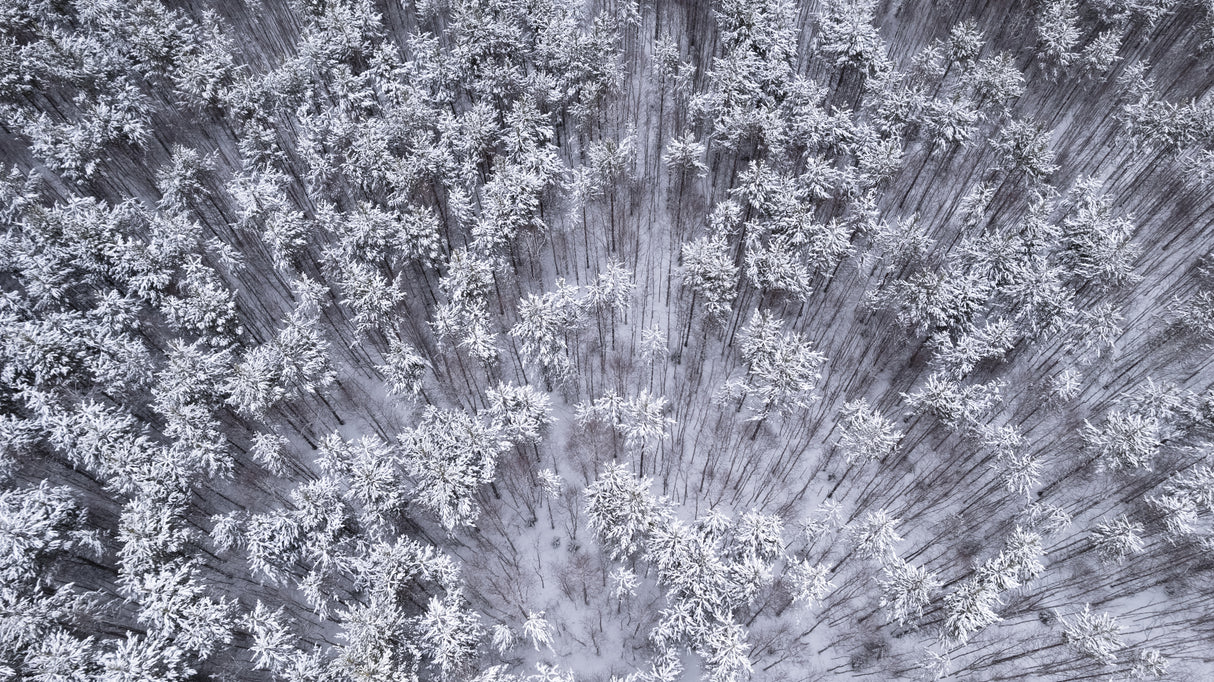 Trees under snow Poster och Canvastavla