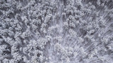 Trees under snow Poster och Canvastavla