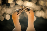 Lovers.... Poster och Canvastavla