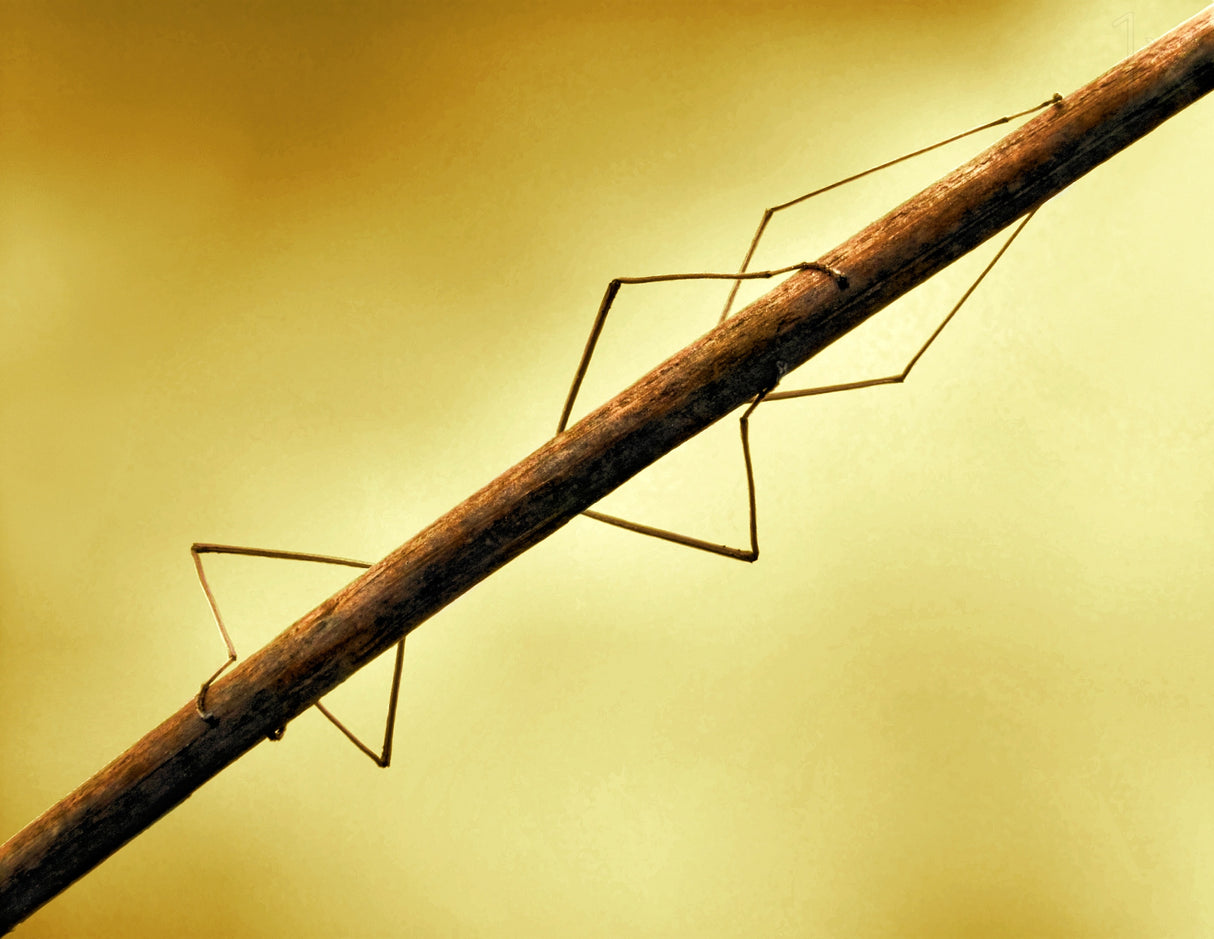 Stick insect Poster och Canvastavla