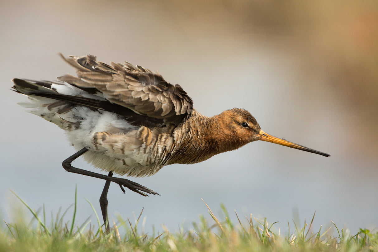our national bird....the godwit Poster och Canvastavla