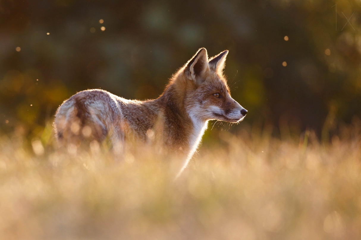 Last Light Fox Poster och Canvastavla