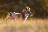 Last Light Fox Poster och Canvastavla