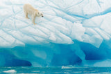 Polar Bear Poster och Canvastavla