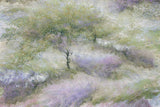 Flowering heather Poster och Canvastavla