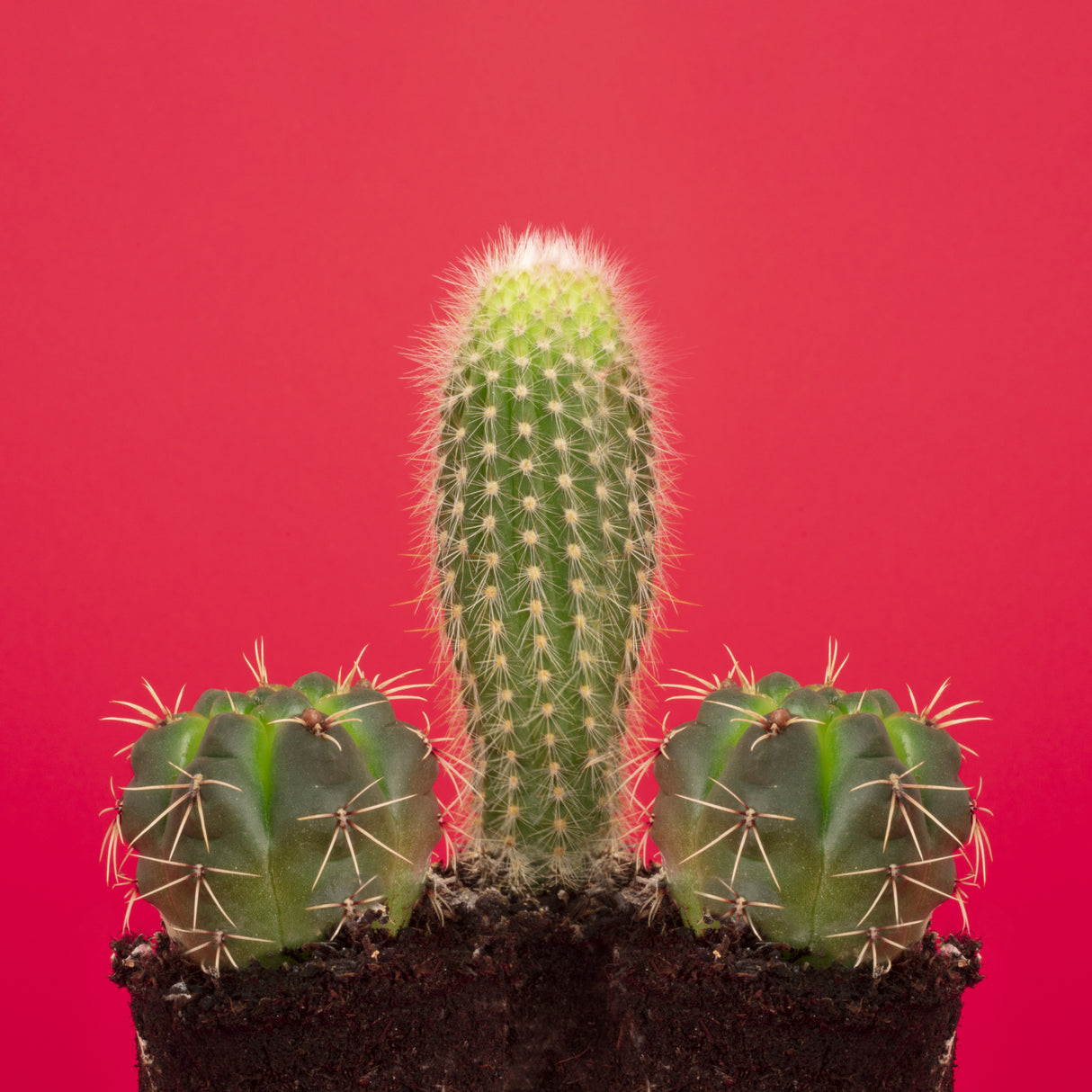 Pene Cactus Poster och Canvastavla