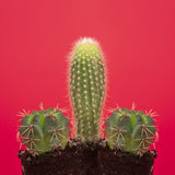 Pene Cactus Poster och Canvastavla