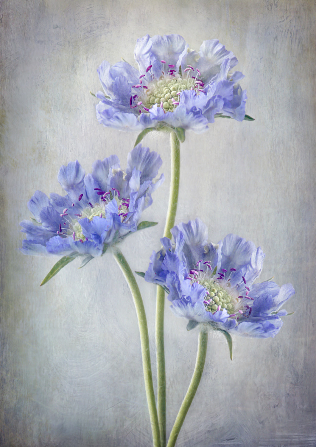 Scabiosa Poster och Canvastavla