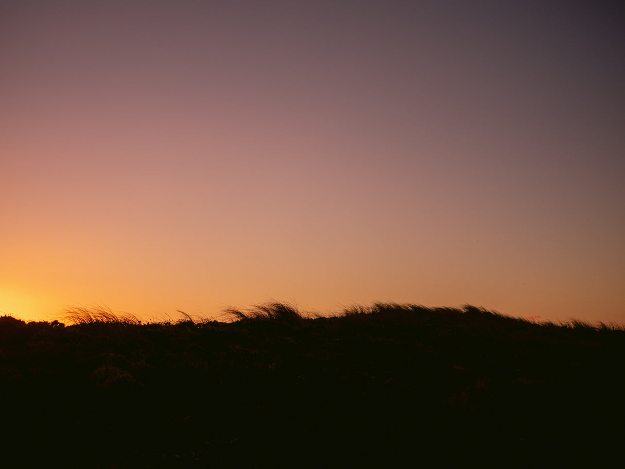 Dune Grass Sunset Horizontal Poster och Canvastavla
