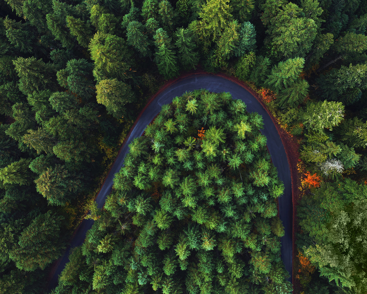 Through the Forest Poster och Canvastavla