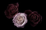Roses Poster och Canvastavla